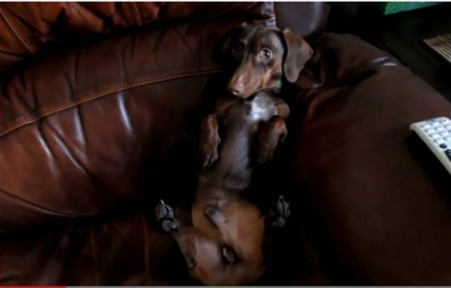 Bίντεο: Είναι σίγουρα ο βασιλιάς του καναπέ!