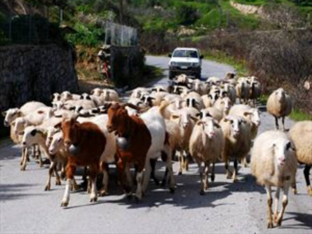 Ρέθυμνο: Πήγε στο μαντρί και έπαθε ΣΟΚ με αυτό που αντίκρισε!