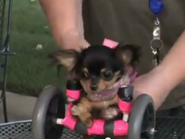 Συγκλονιστικό βίντεο: Μάθημα ζωής και δύναμης από ένα τσιουάουα