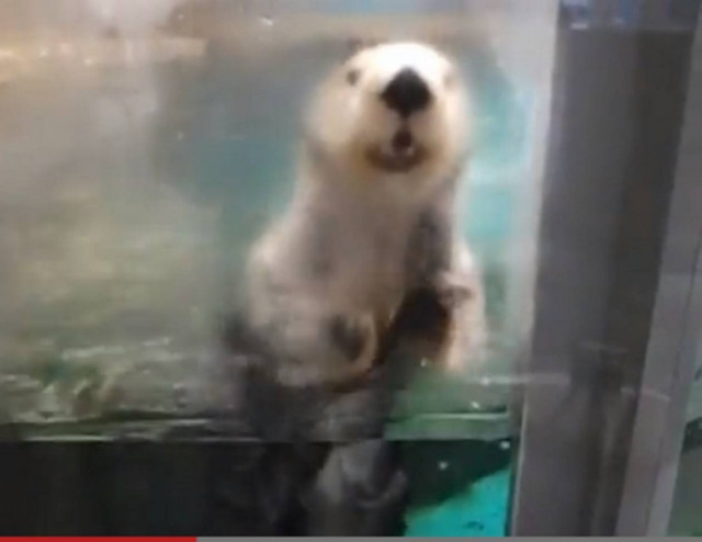 Βίντεο: Κι όμως αυτή η μικρή βίδρα σας... ικετεύει!