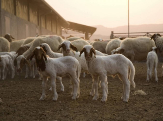 Δείτε τι ανακάλυψαν εξιχνιάζοντας την κλοπή 170 προβάτων!