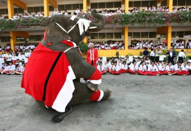 Βίντεο: Άγιος... ελέφαντας έρχεται!
