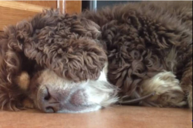 Bίντεο: Κι όμως είναι ζωντανό!