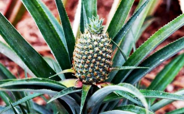 Το ακριβότερο φρούτο στον κόσμο!