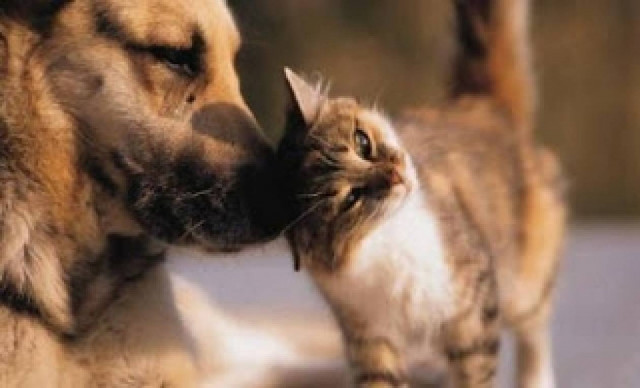 Ένα γατάκι και ένας σκύλος μονοπωλούν τα πρωτοσέλιδα