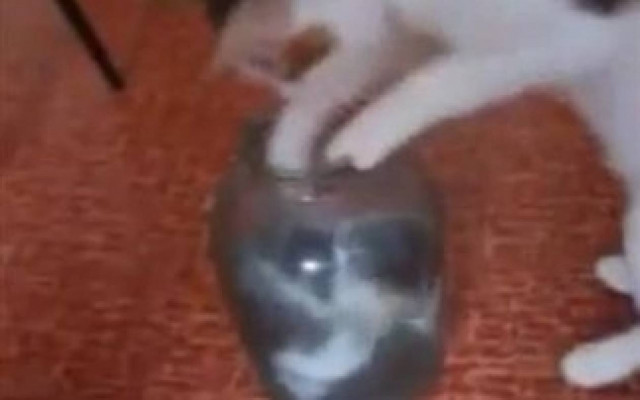 Δείτε τι κάνει μία γάτα για να σώσει το γατάκι της