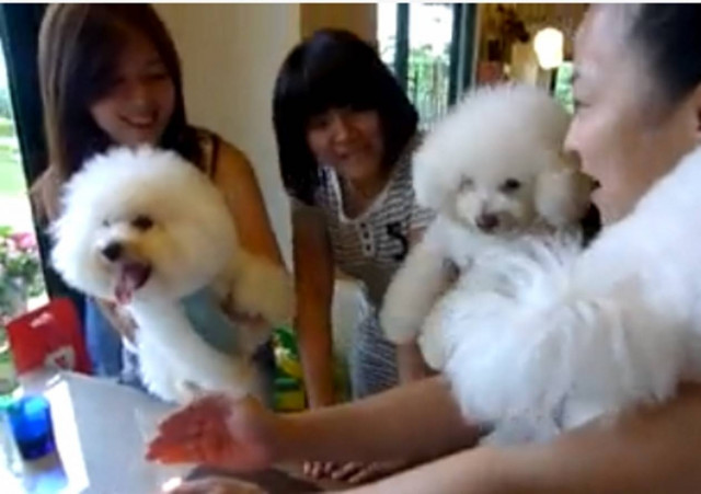 Βίντεο: Δείτε τα γενέθλια δύο μικρών πουντλ!