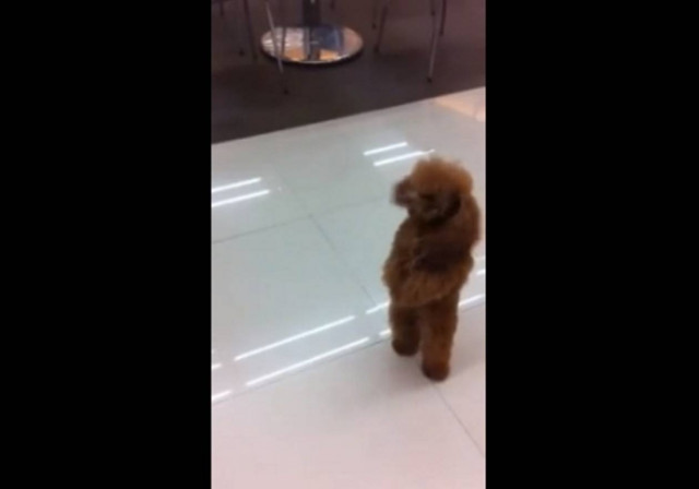 Aπίστευτο βίντεο: Πουντλ πηγαίνει  για ψώνια!