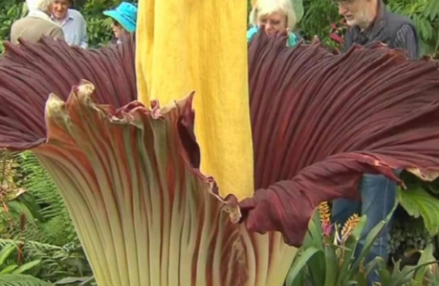 Βίντεο: Άνθισε το σπάνιο λουλούδι-«πτώμα»