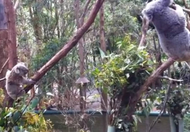 Bίντεο: Δείτε πως μία μανούλα προσπαθεί να σώσει το μικρό κοαλάκι της