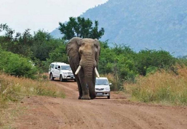 Κοπάδια ελεφάντων πλημμύρισαν τους δρόμους