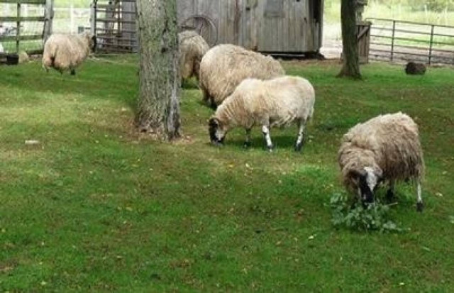 Σπείρα ζωοκλεφτών από τα κατεχόμενα δρα σε μάντρες Κυπρίων