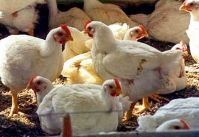 Νεκρό 11χρονο αγόρι από τη γρίπη των πτηνών