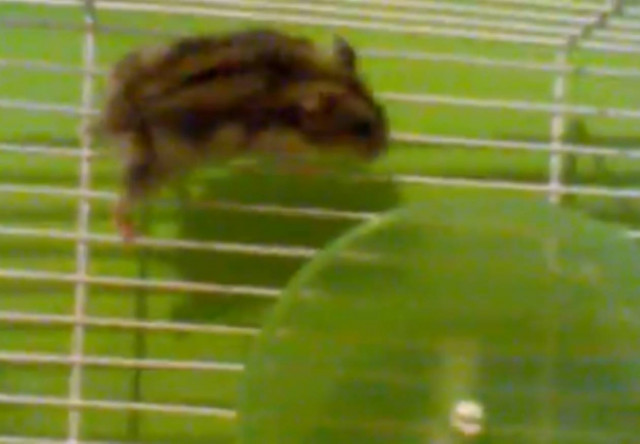 Bίντεο: Τα ακροβατικά δεν του βγήκαν σε καλό!