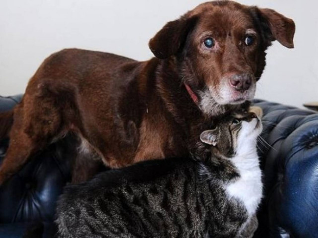 Τυφλός σκύλος έχει για... οδηγό μία γάτα