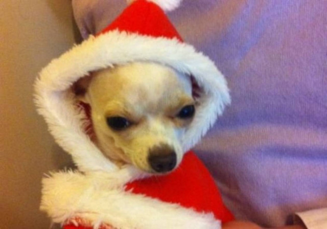 Δείτε το... Χριστουγεννιάτικο σκυλάκι της Τζούλιας!