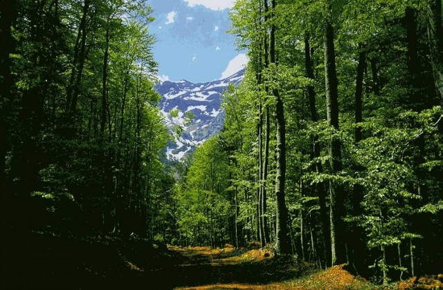 'Ηπειρος: Πρόταση για συμμετοχή των κατοίκων στη φύλαξη των δασών