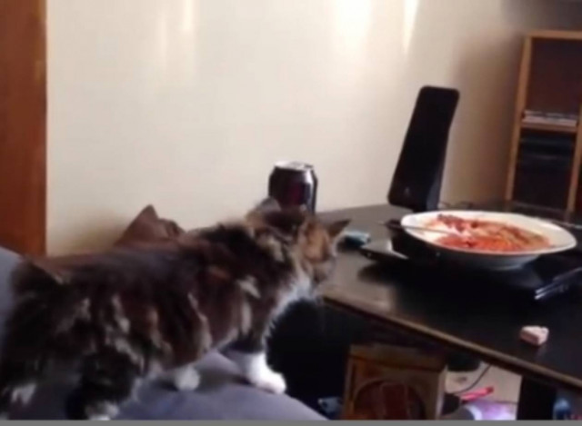 Βίντεο: Δείτε την... πεισματάρα γάτα!