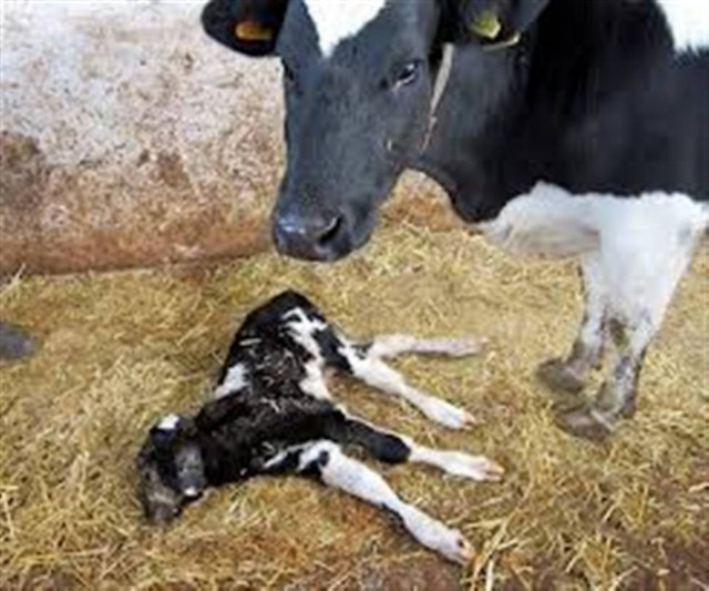 Απίστευτο: Γεννήθηκε μοσχαράκι με δύο κεφάλια στην ανατολική Τουρκία!