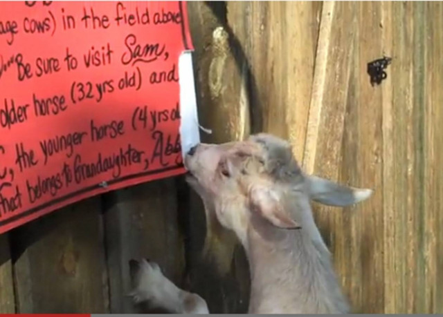 Βίντεο: Δείτε την κατσίκα – ακτιβίστρια!