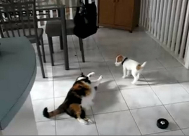 Bίντεο: Όταν μία γάτα «τα βάζει» με έναν σκύλο!