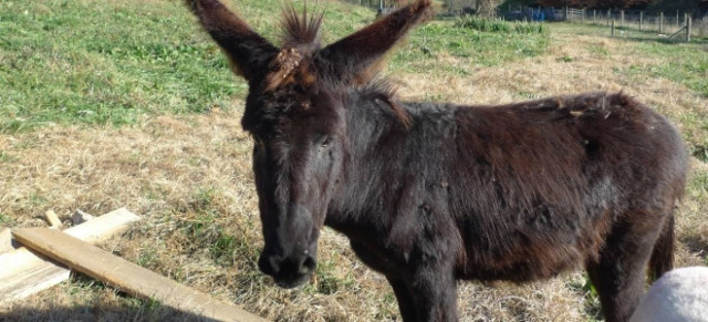 Βίντεο: Δείτε το απίστευτο παρκάρισμα που κάνει ένας... γάιδαρος