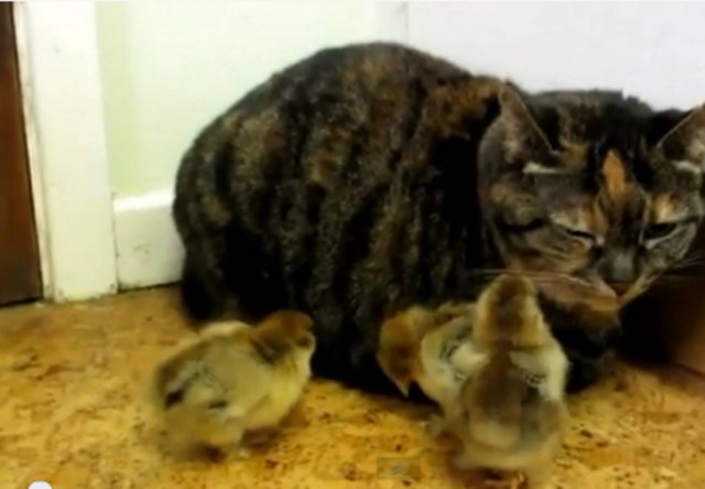 Bίντεο: Δείτε γιατί τα βρήκε σκούρα ... αυτή η γάτα!