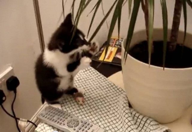 Βίντεο: Γατάκι βουτά στο... κενό!