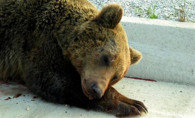 Νεκρή αρκούδα σε τροχαίο στην Εγνατία