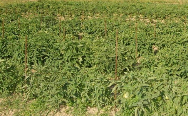 Δείτε τι έκρυβε στο αγρόκτημά του ένας 46χρονος!