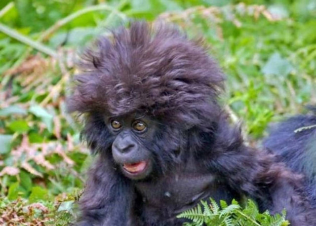 Tι αναστάτωσε αυτά τα ζωάκια(pics)