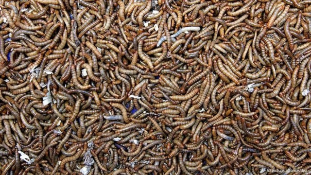 Αηδιαστικό! Τα σκουλήκια είναι θρεπτικά και οικολογικά