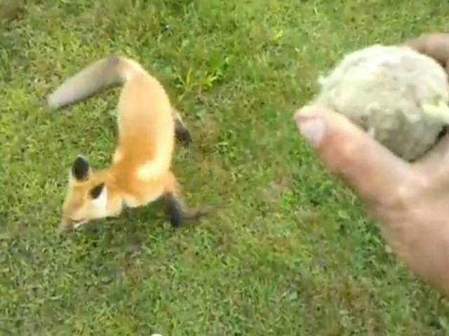 Βίντεο: Αλεπού-κατοικίδιο φέρνει το μπαλάκι!