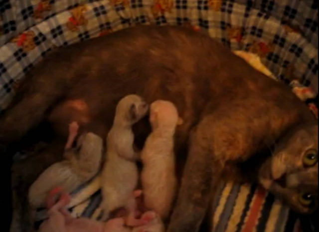 Bίντεο: Νεογέννητα γατάκια σε ρόλο μποξέρ!