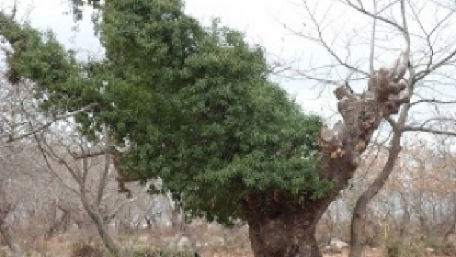 Αλεξανδρούπολη: Κάνουν τα πλατάνια καυσόξυλα