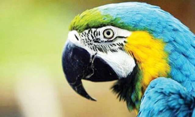 Κομοτηνή: Πούλησαν τον παπαγάλο τους λόγω κρίσης