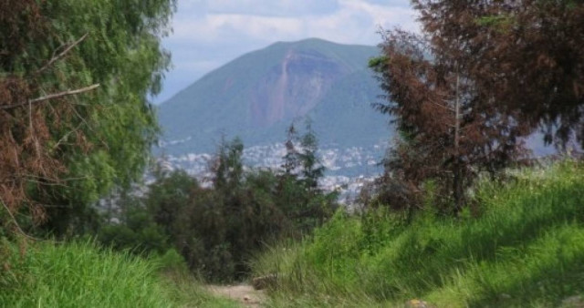 ΦΡΙΚΗ: Άγρια σκυλιά κατασπάραξαν 4 άτομα σε πάρκο