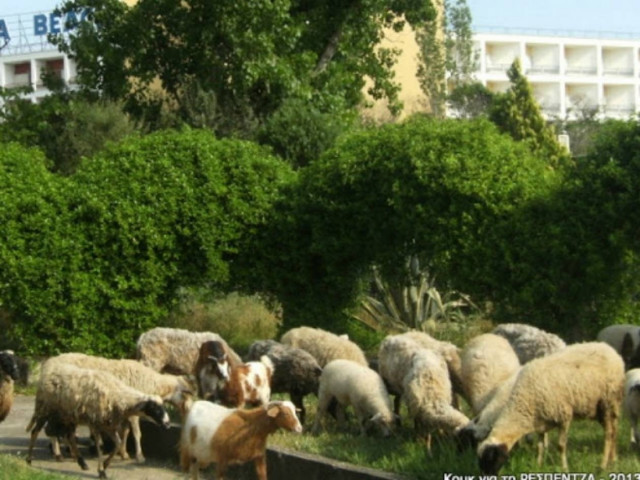 Θεσσαλονίκη: Δεν φαντάζεστε που βοσκούν αυτά τα πρόβατα (pics)