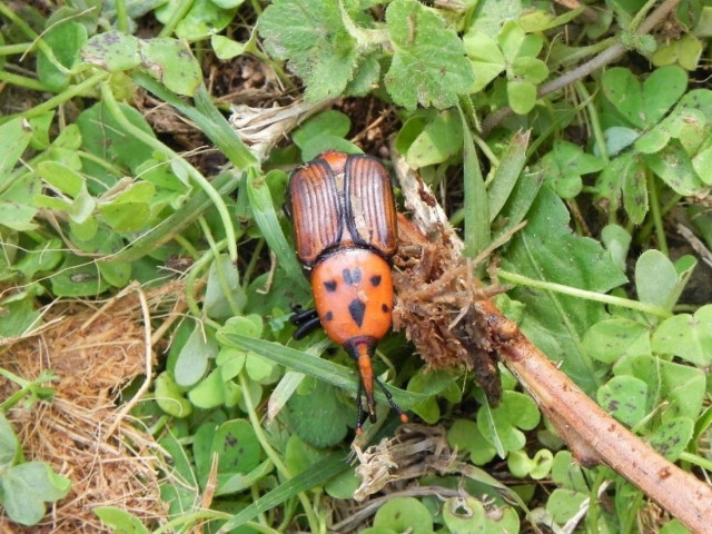 «Συναγερμός» για το κόκκινο σκαθάρι