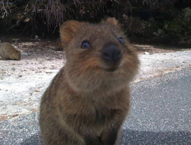 Το πιο ευτυχισμένο ζώο στον κόσμο (pics)