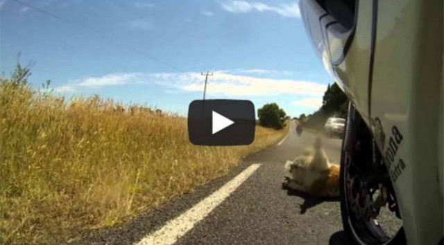 Βίντεο: Κοάλα με τύχη… βουνό!