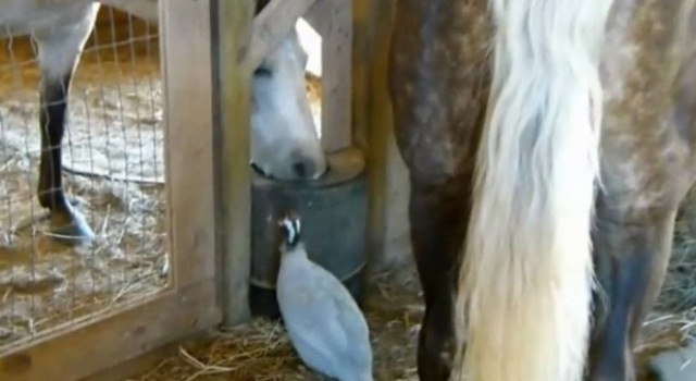 Σιγά μην περιμένει στην ουρά...(βίντεο)