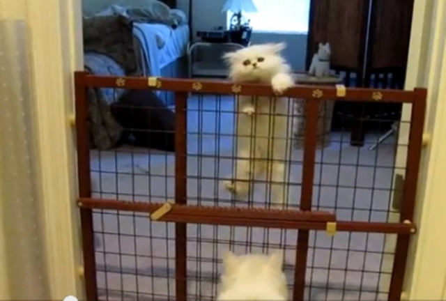 Βίντεο: Δείτε την πιο γλυκιά απόδραση