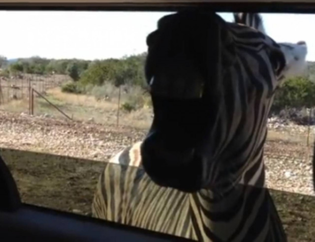 Βίντεο: Δείτε μία ζέβρα να ποζάρει στο φωτογραφικό φακό!