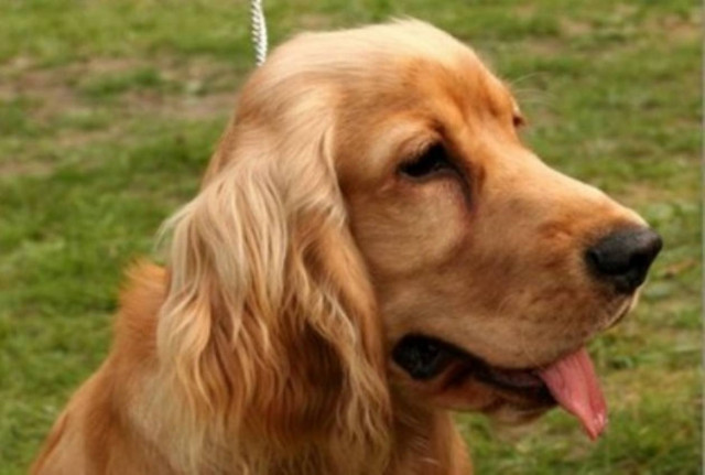 Πουλά τον σκύλο του για να αγοράσει iphone!