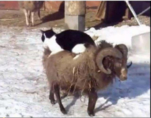 Βίντεο: Δείτε μία γάτα να ιππεύει έναν τράγο!