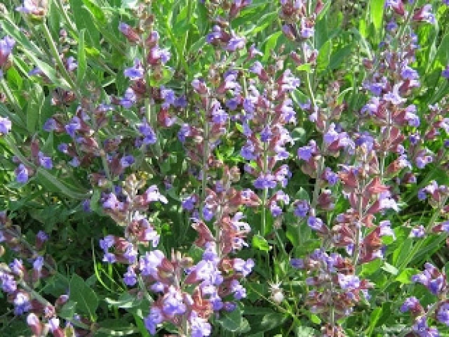 Τα βότανα στα οποία υποκλίνονται...οι επιστήμονες