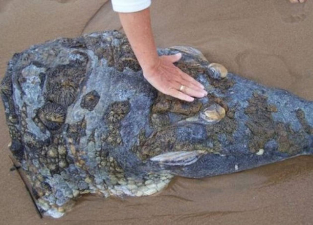 Βίντεο:Καρχαρίας αποκεφάλισε κροκόδειλο!