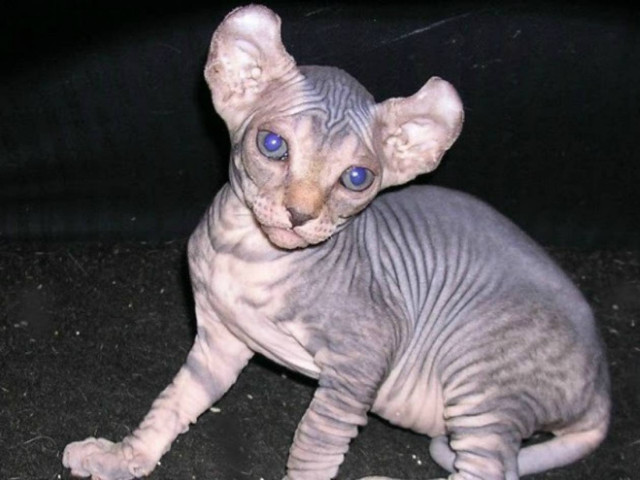 Όχι αυτή η γάτα δεν είναι εξωγήινη! (pics)