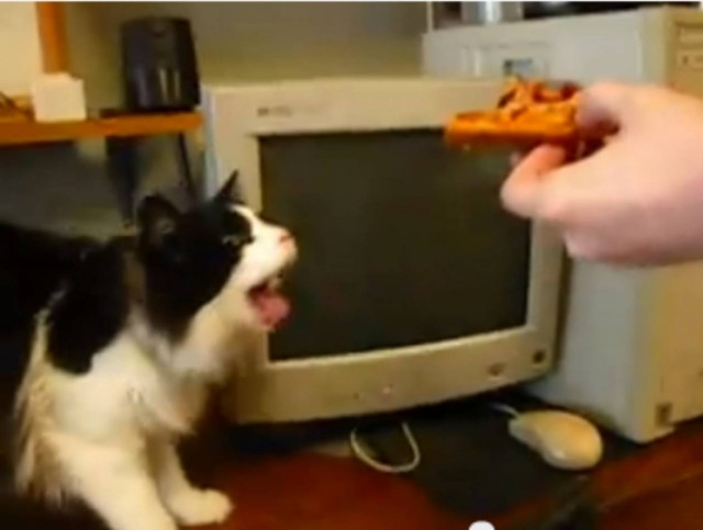 Βίντεο: Δείτε την αντίδραση μίας γάτας απέναντι σε ένα κομμάτι πίτσα!